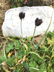 Carex atrata