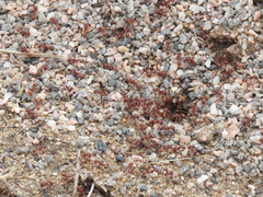 Pogonomyrmex barbatus