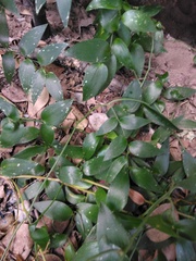 Asparagus asparagoides