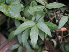 Tetrastigma formosanum