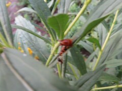 Forficula auricularia