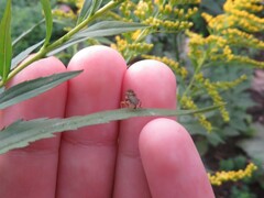 Sphaerophoria contigua