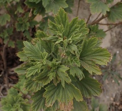 Pelargonium ribifolium