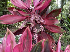 Cordyline fruticosa