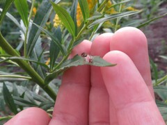 Sphaerophoria contigua