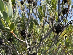 Leucadendron procerum