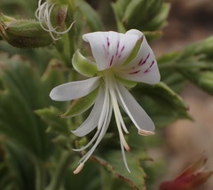 Pelargonium ribifolium