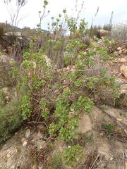 Pelargonium ribifolium