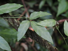 Tetrastigma formosanum