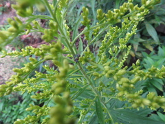 Lucilia coeruleiviridis