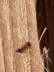 Myrmentoma