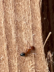 Myrmentoma