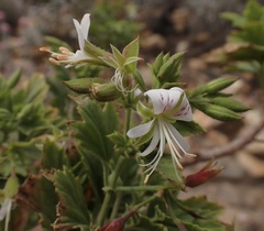 Pelargonium ribifolium