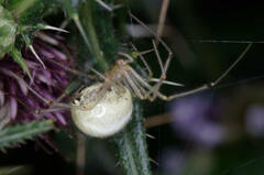 Enoplognatha ovata