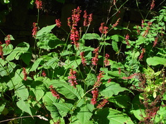 Bistorta amplexicaulis