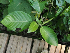 Dendrocnide meyeniana