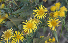 Pentanema britannica