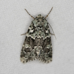 Lacinipolia