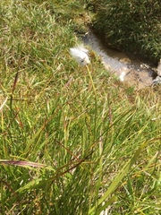 Eriophorum latifolium