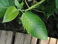 Dendrocnide meyeniana