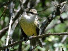 Myiarchus magnirostris
