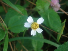 Tridax procumbens