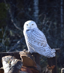 Bubo scandiacus
