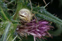 Enoplognatha ovata