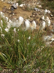 Eriophorum latifolium
