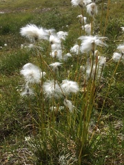 Eriophorum latifolium