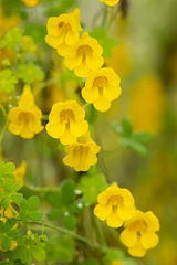 Tropaeolum brachyceras