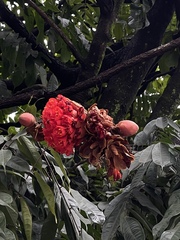 Brownea ariza