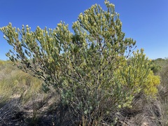 Leucadendron procerum