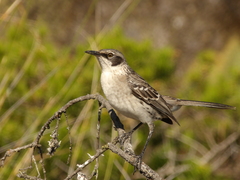 Mimus parvulus