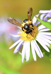 Andrena robervalensis