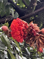 Brownea ariza