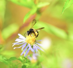 Andrena robervalensis