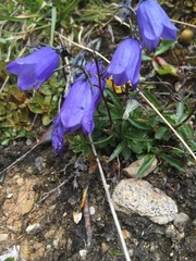 Campanula cochleariifolia