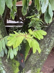 Brownea ariza