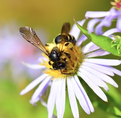 Andrena robervalensis