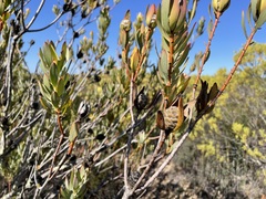 Leucadendron procerum