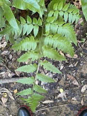 Diplazium taiwanense