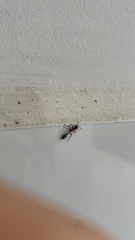 Tetraponera rufonigra