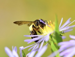 Andrena robervalensis