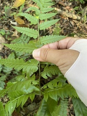 Diplazium taiwanense