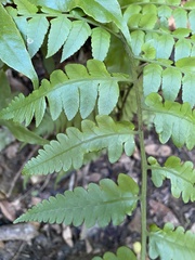 Diplazium taiwanense