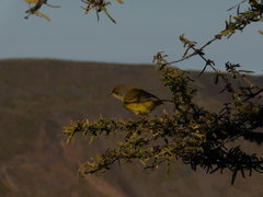 Setophaga petechia aureola
