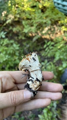 Turbinellus floccosus