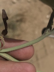 Aristolochia