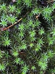 Polytrichum formosum